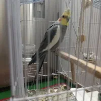 پرنده|پرنده|تهران, یاخجی آباد|دیوار