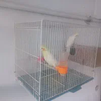 یک جفت عروس هلندی لوتینیو .جوان|پرنده|مشهد, آزادشهر|دیوار