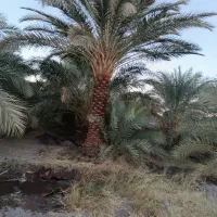 چاه کن درخت گراز