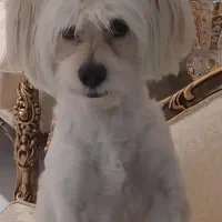 سگ گمشده