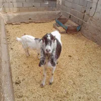 بزوبزغاله|حیوانات مزرعه|سمنان, |دیوار