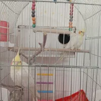 عروس هلندی سر حال و زیبا