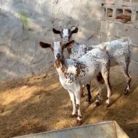 بزغاله عربی