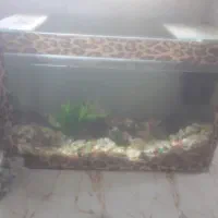 آکواریوم فروشی|ماهی|آستارا, |دیوار