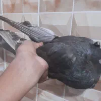 کبوتر صرب
