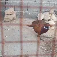 قره قاول نر