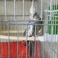 عروس هلندی ماده