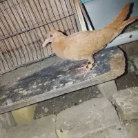 کفتر