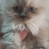 بچه گربه پرشین