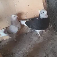 ده تا کفتر