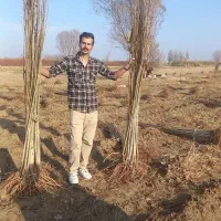 نهال صنوبر.ترکیه دو ساله با درآمد میلیاردی