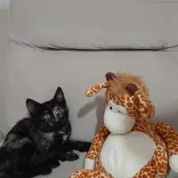 بچه گربه زیبا دوماه بدون مادر|گربه|رشت, معلولین|دیوار