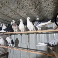 کفتر پرشی درجه یک