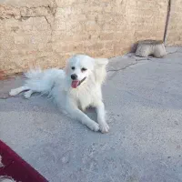 سگ پامر روباهی