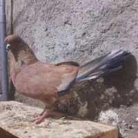 کبوتر کله ای