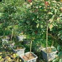 فتونیا پایه دار