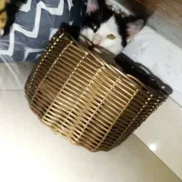 گربی خانگی|گربه|بندر انزلی, دهکده ساحلی|دیوار