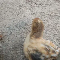 بیعانه برای حیوانات گمشده