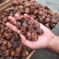 برحی درشت گوشتی