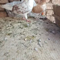 کبوتر طوقی و گرگی و پیس زرد خطی|پرنده|نائین, |دیوار