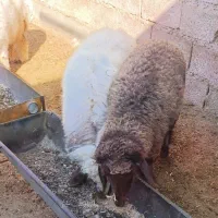بره.|حیوانات مزرعه|دزفول, |دیوار
