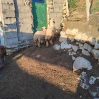 فروش دو عدد بره ماده