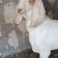 سلام فروش نری گلابی