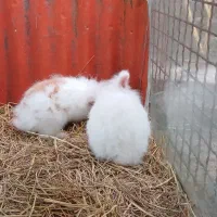 خرگوش پشمالو|موش و خرگوش|آستانه اشرفیه, |دیوار