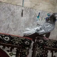 پرنده کبوتر تهرانی|پرنده|زابل, |دیوار