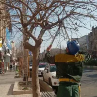 باغبانی|خدمات باغبانی و درختکاری|قم, وادی السلام|دیوار