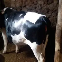 گاو آبستن شکم اول