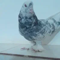 کبوتر واشه ای دولا