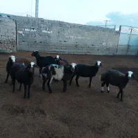 بره ماده کله سفیدبروجردی