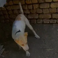 سگ گرگی|سگ|گلپایگان, |دیوار