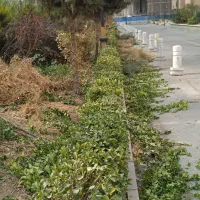 خدمات باغبانی وفضای سبز|خدمات باغبانی و درختکاری|باغستان, |دیوار