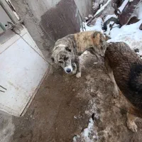 سگ محلی|سگ|آبکوه, |دیوار