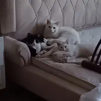 واگذاری گربه