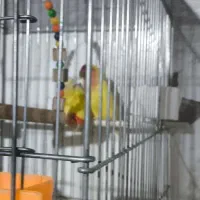 طوطی برزیلی|پرنده|لاران, |دیوار