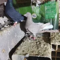 کفتر|حیوانات|همدان, |دیوار