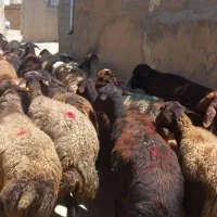 ۳۴تا گوسفند افشاری ومهربانی  دوقلوزا آبستن سنگین