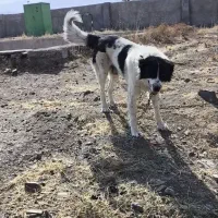 سگ گم شده|حیوانات|تویسرکان, |دیوار