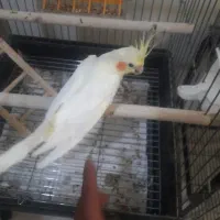 جوجه عروس هلندی|پرنده|اصفهان, باغ گلها|دیوار