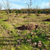 شخم زدن درخت