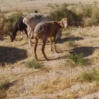 کاور ۲دندون۱۸تومن