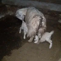 بز جوان و بزغاله|حیوانات مزرعه|گرمی, |دیوار