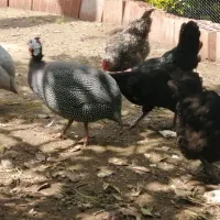 مرغ شاخدار تخم گذار وجوان