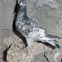 کبوتر المانی|پرنده|ایرانشهر, |دیوار