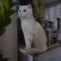 اسکاتیش نر