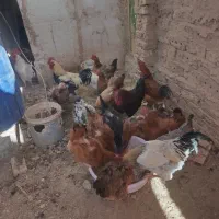 بوقلمون و طاقچه مرغ و خروس|حیوانات مزرعه|نیشابور, ابراهیمی|دیوار