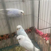 جفت مرغ عشق بالغ|پرنده|داراب, |دیوار